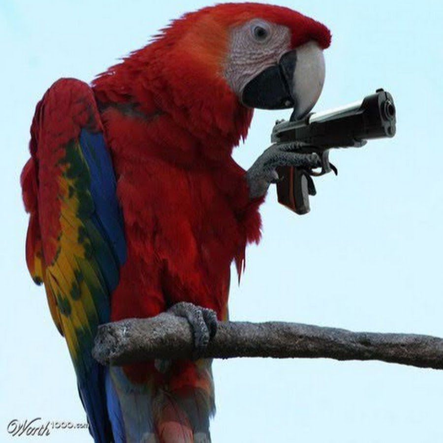 Злой попугай