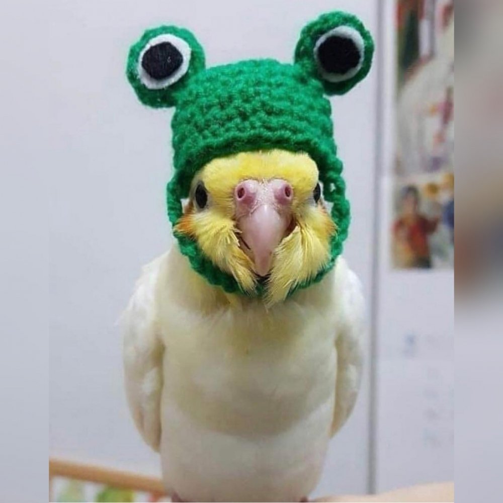 Смешные попугаи