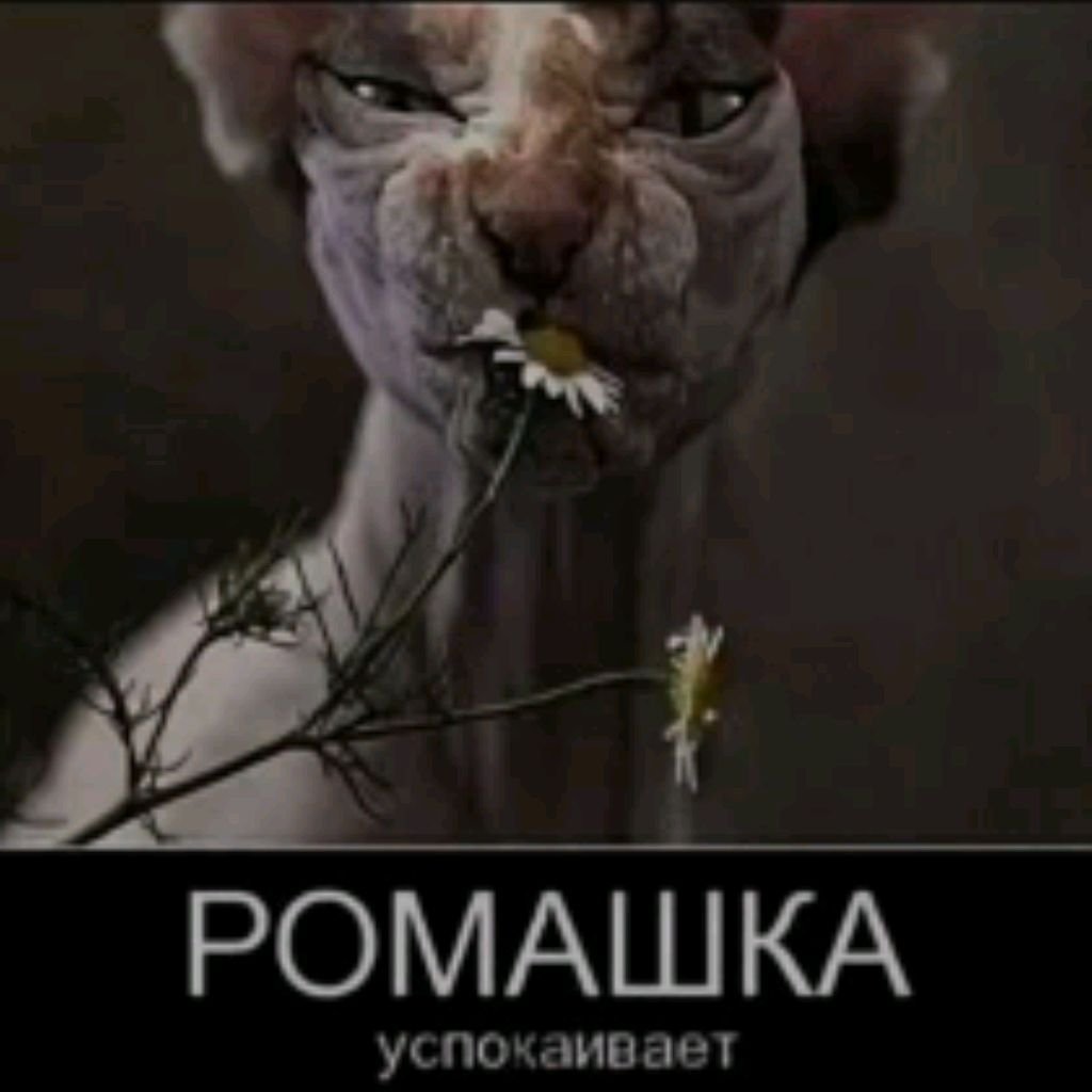 Ромашка успокаивает сфинкс