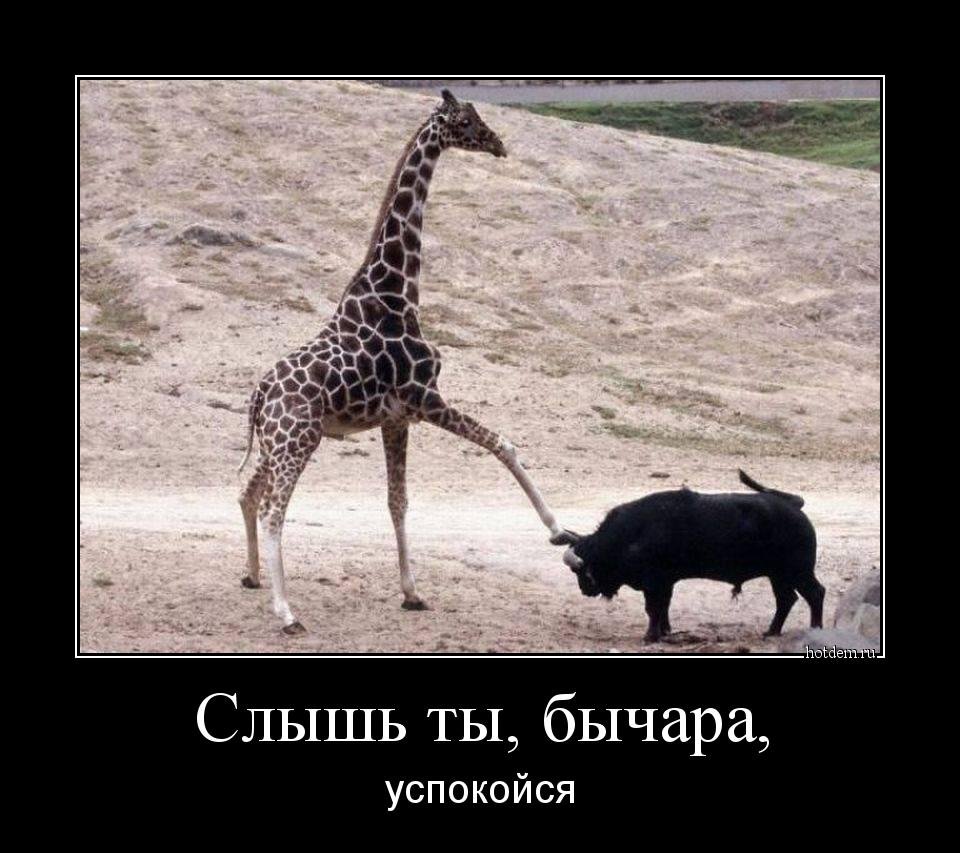 Слышь бычара успокойся