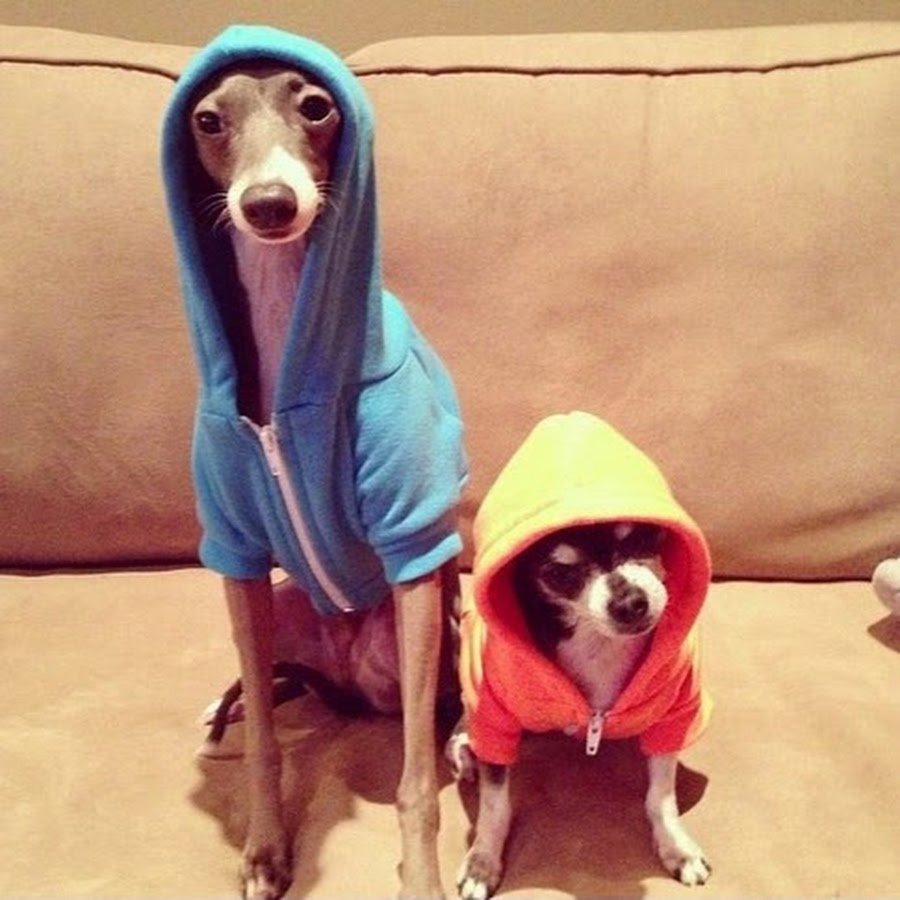 Девочки успокойтесь