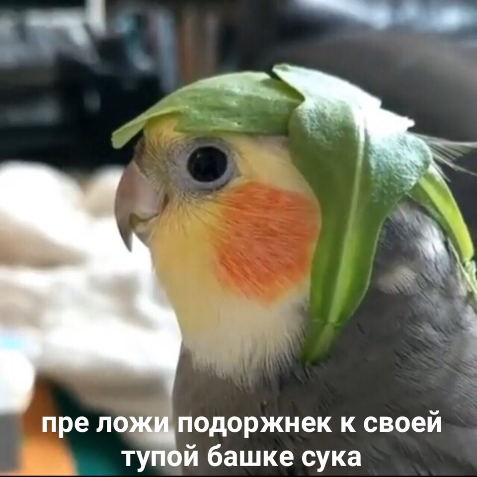 Смешные попугаи с надписями