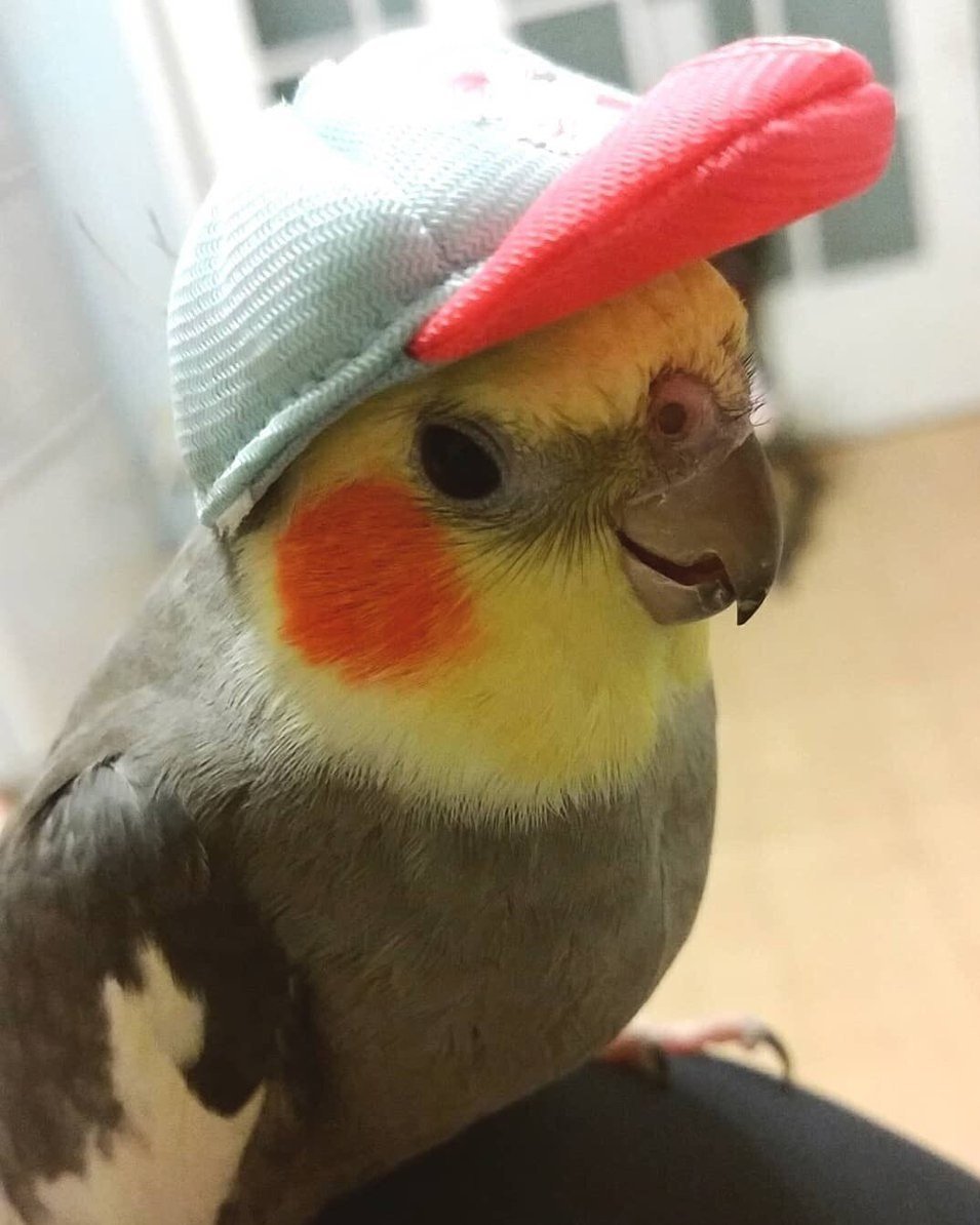 Попугай в кепке