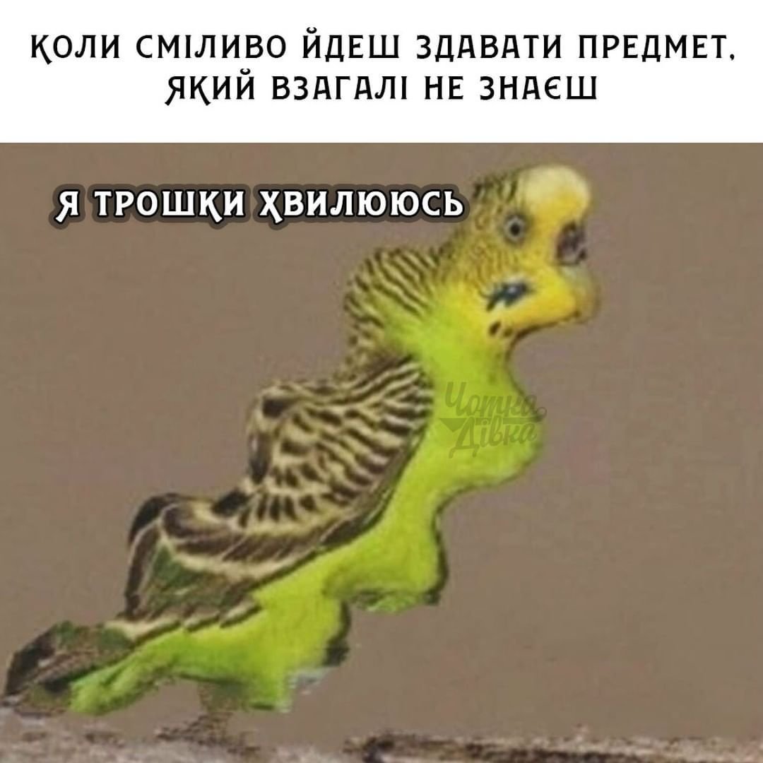 Волнистый попугай Мем
