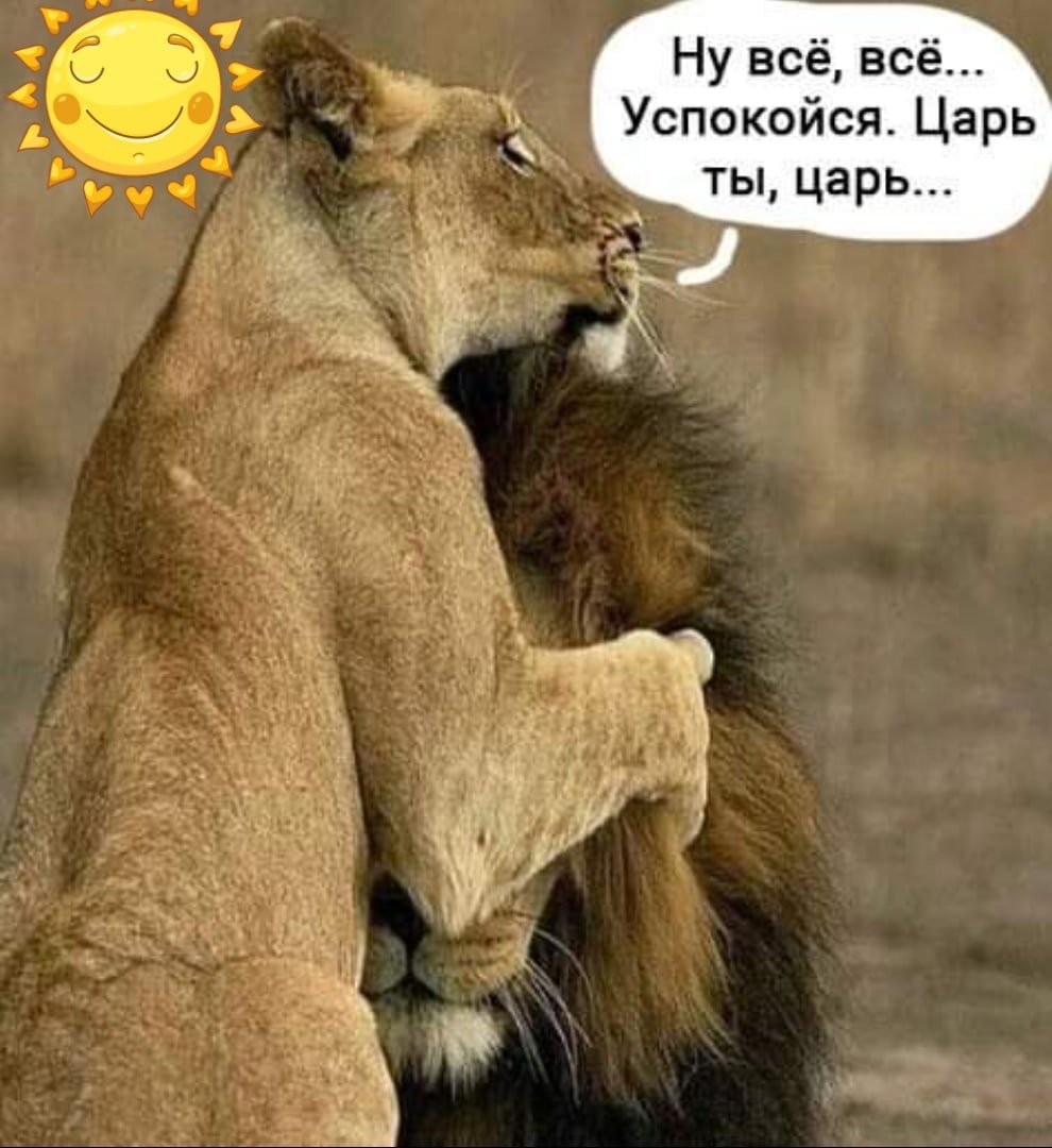 Лев ты Лев успокойся
