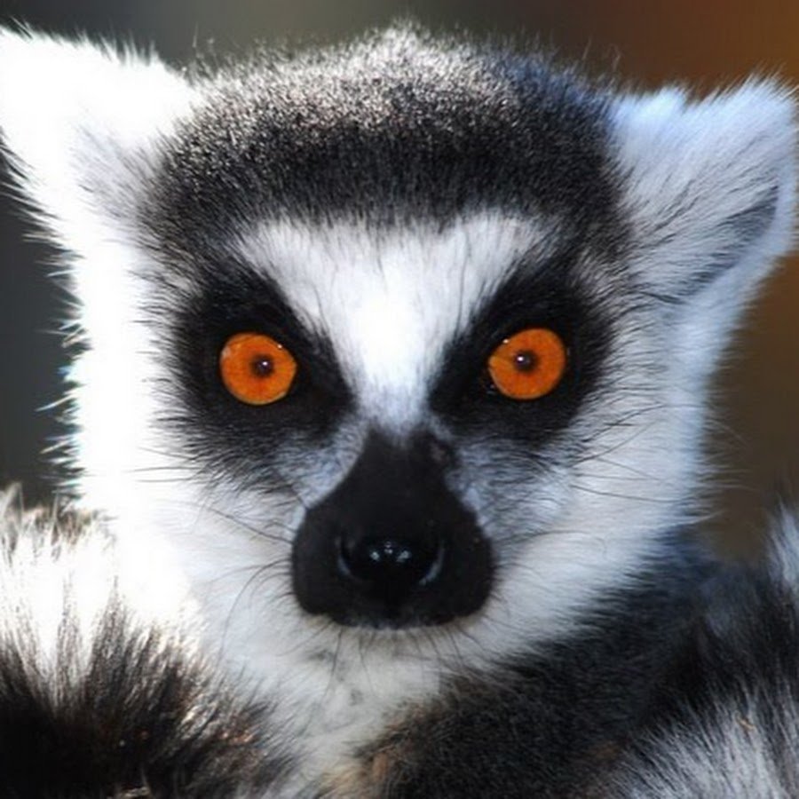 Лемур узбагойся оригинал