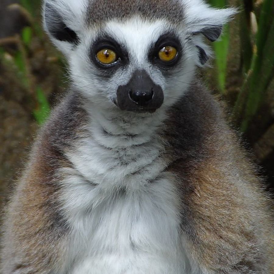 Узбагойся лимур