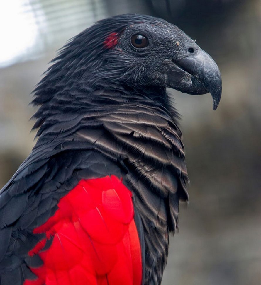 Орлиный попугай Дракула