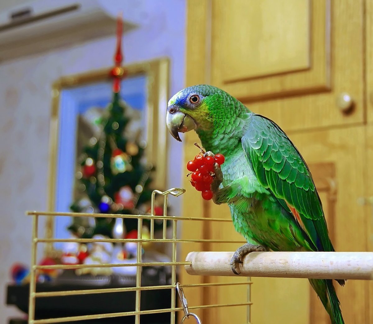 Амазон и ожереловый попугай