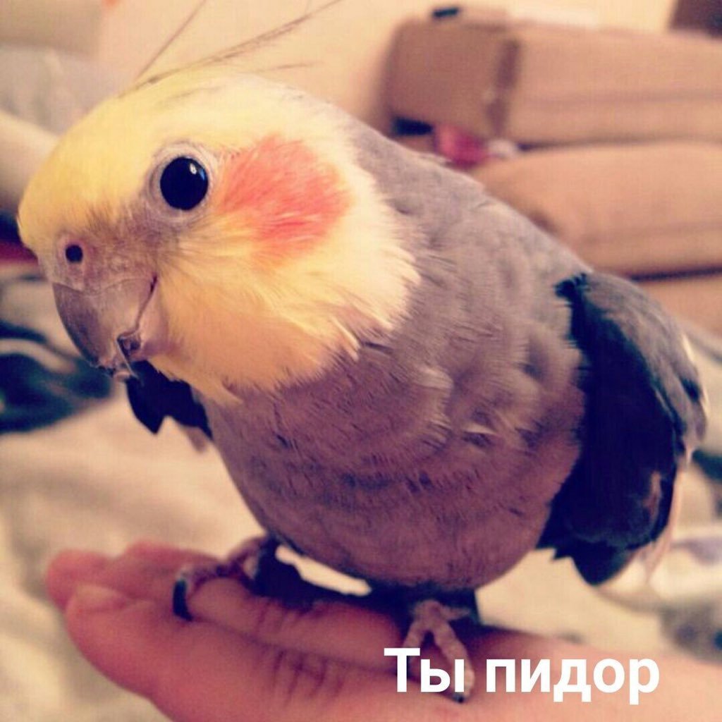 Попугай корелла мило