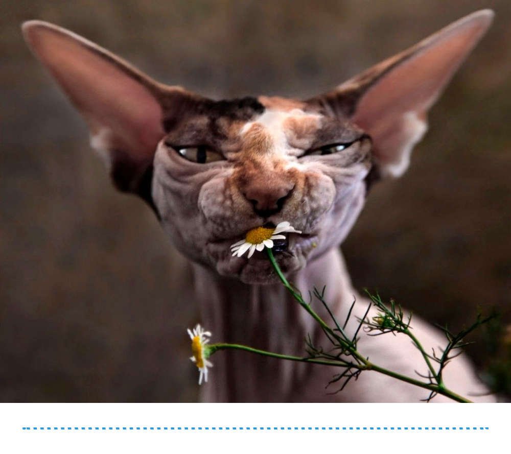 Ромашка успокаивает нервы