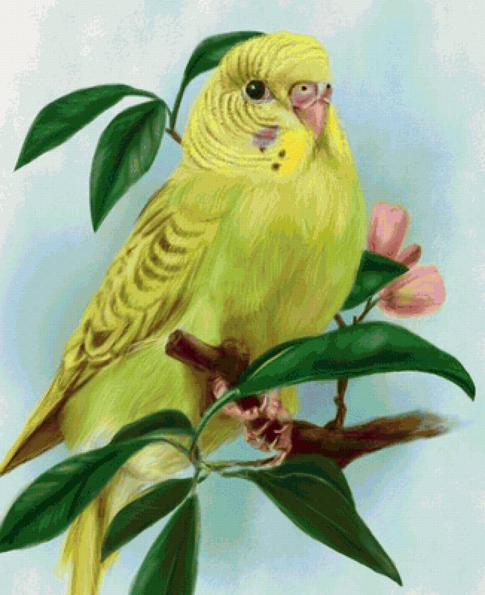 Волнистый попугай рисунок