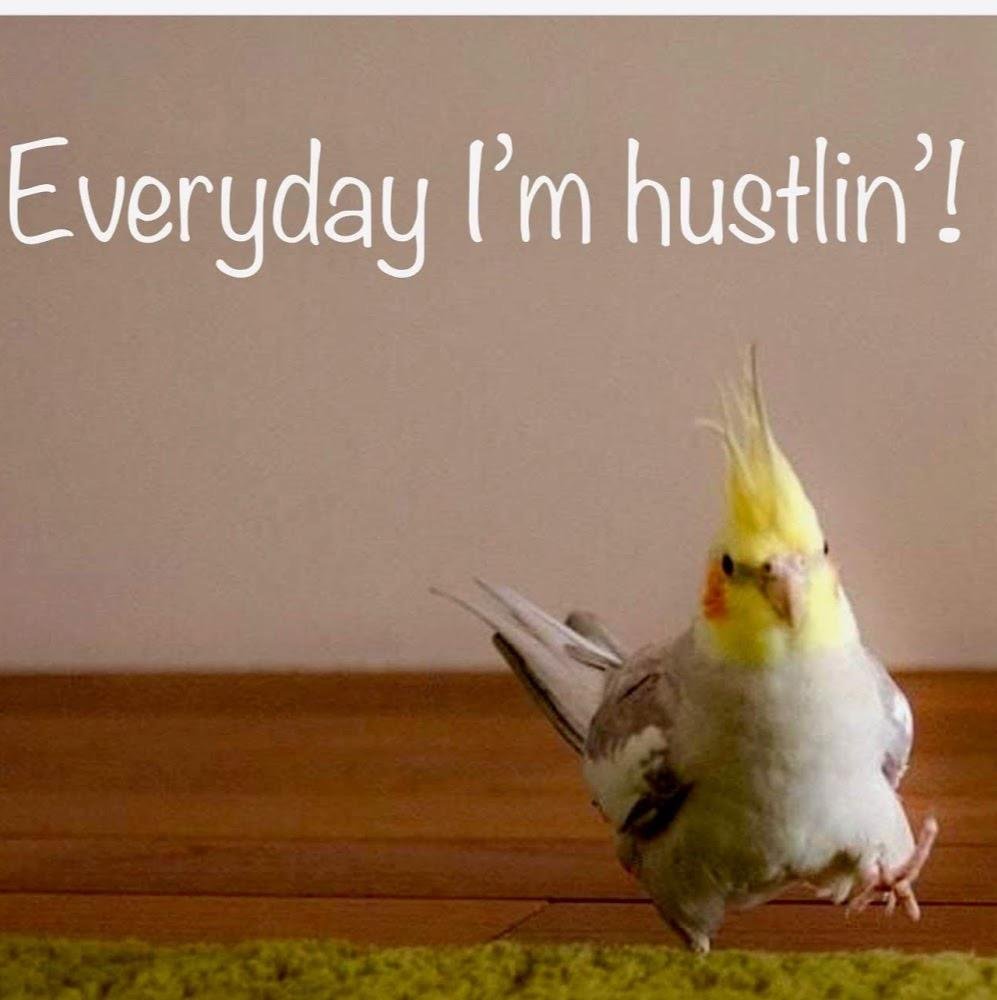 Попугай корелла мемы