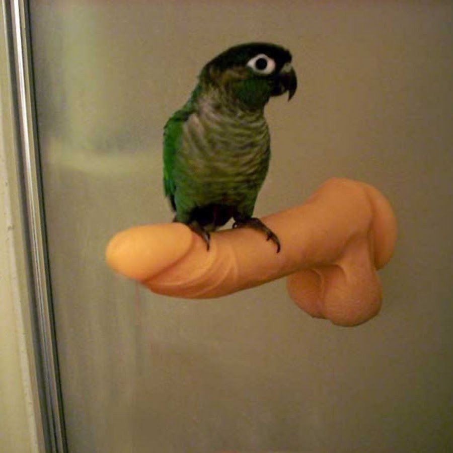 Попугай с очками