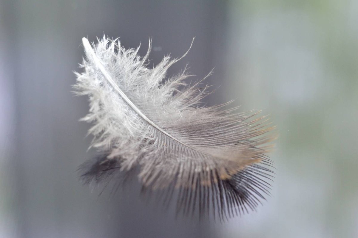 Пуховые перья