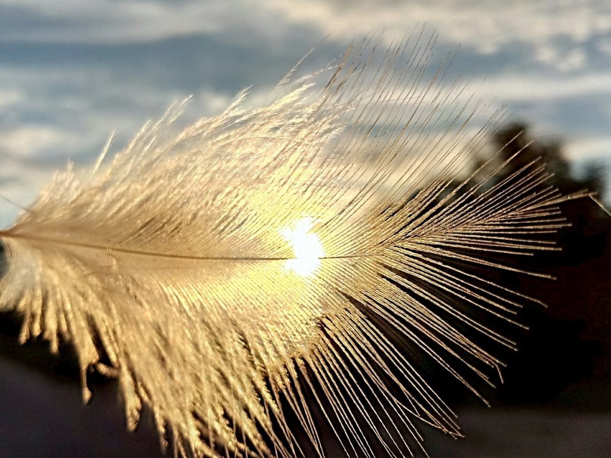 Перья летят