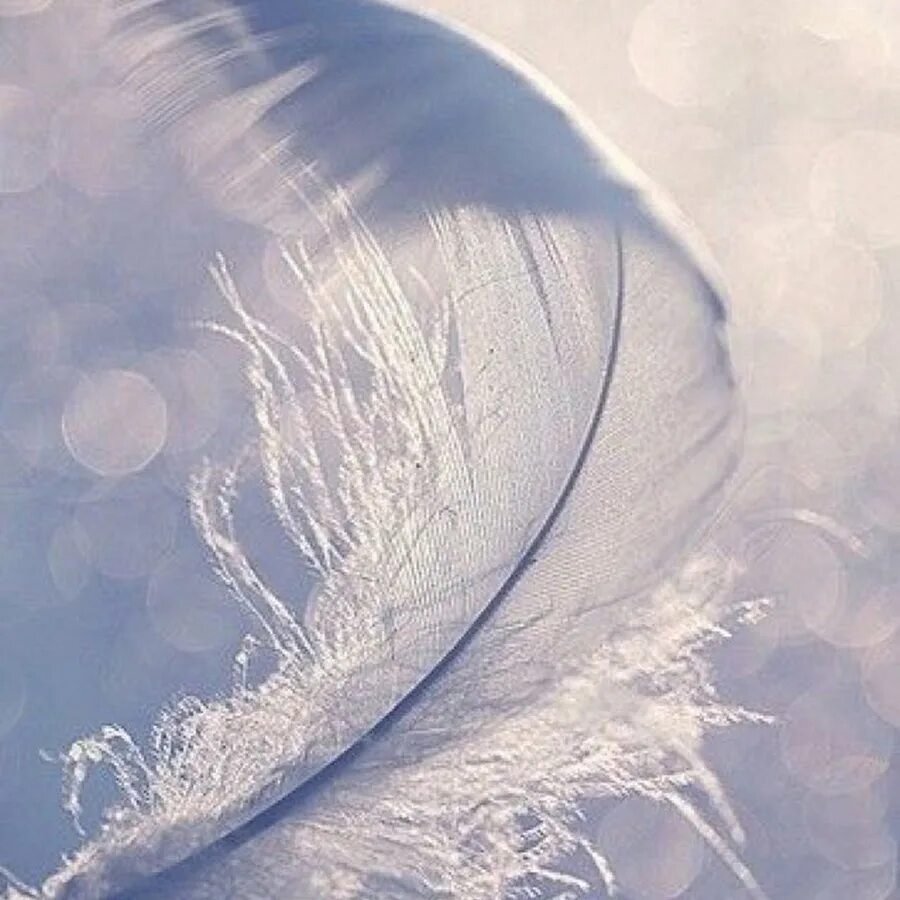 Перышко красивое