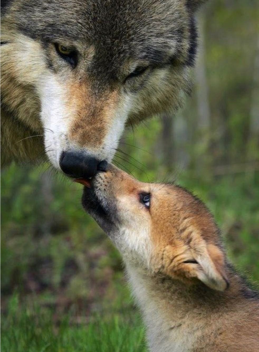 Лисы и волки
