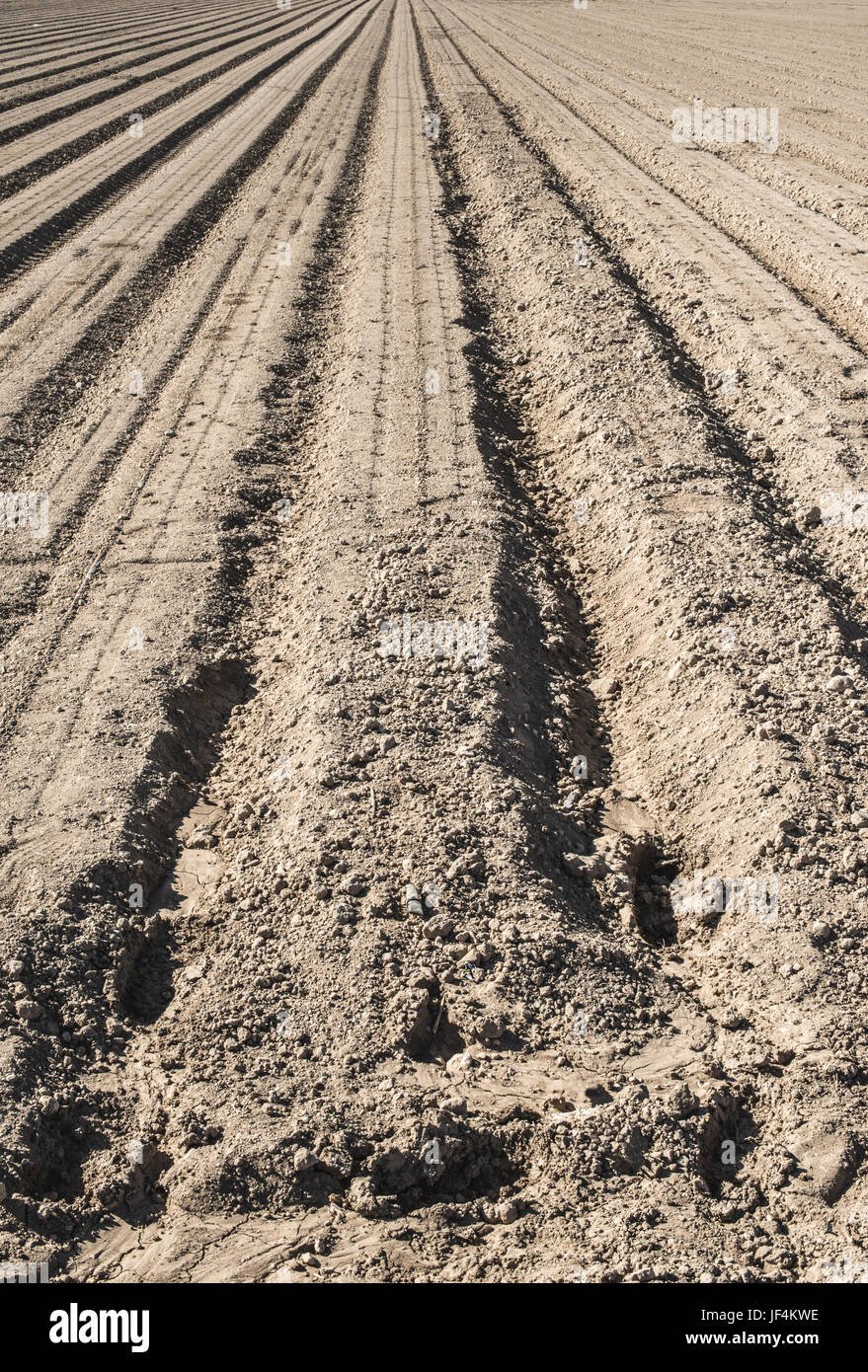 Праздная борозда