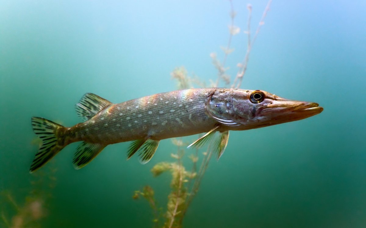 Балтийская щука