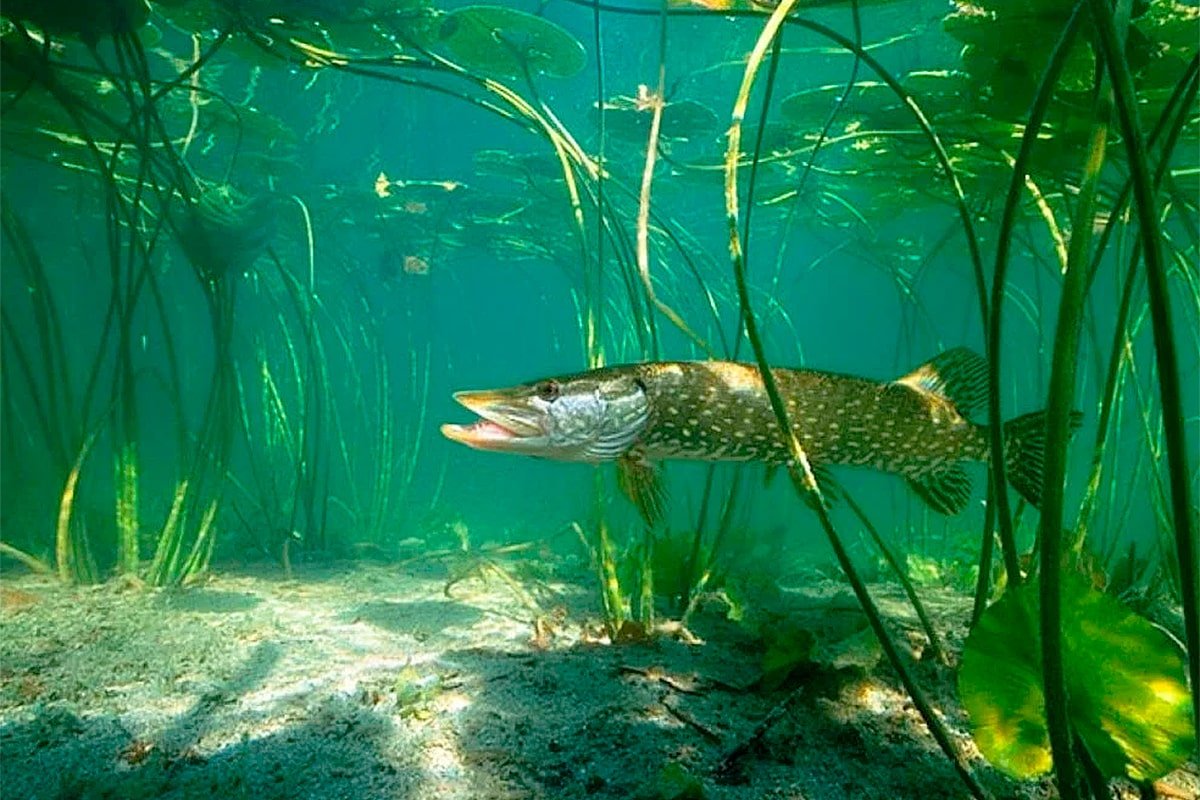 Аквитанская щука