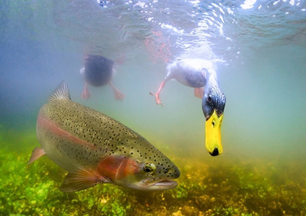 Рыба в речке форель