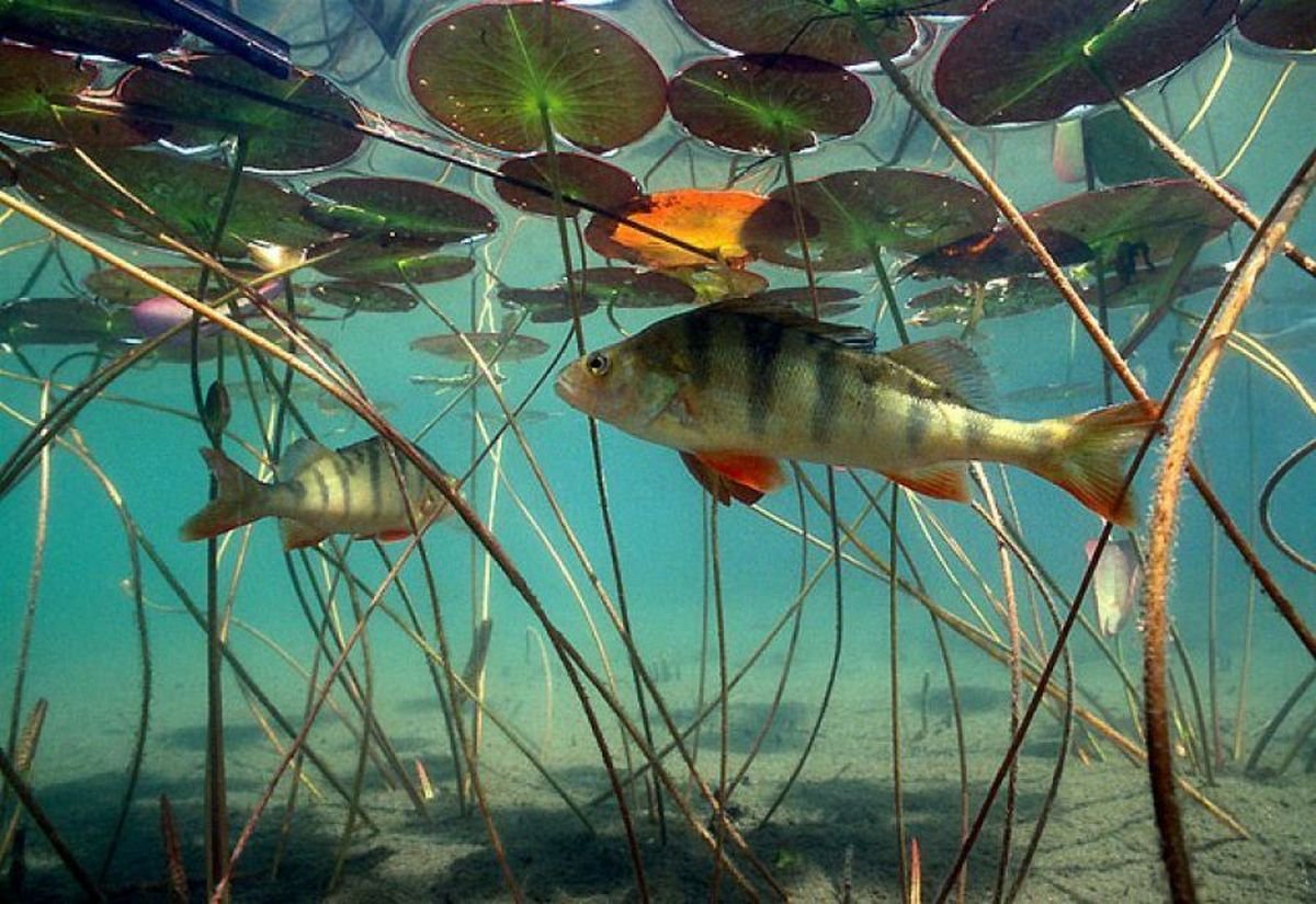 Обитатели водоемов для дошкольников