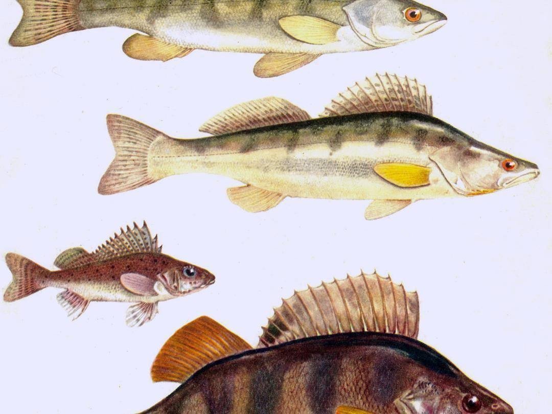 Балтийская щука