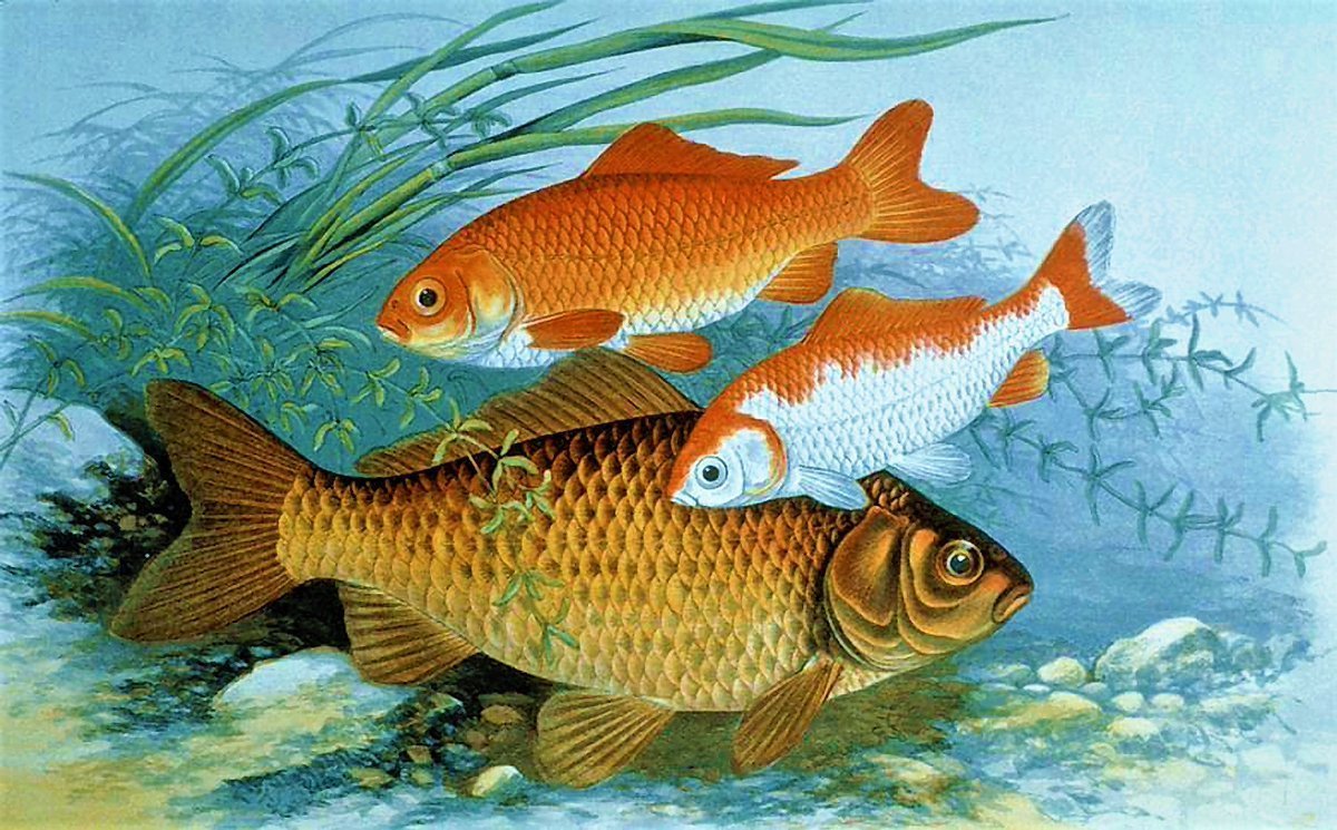 Хищная Речная рыба