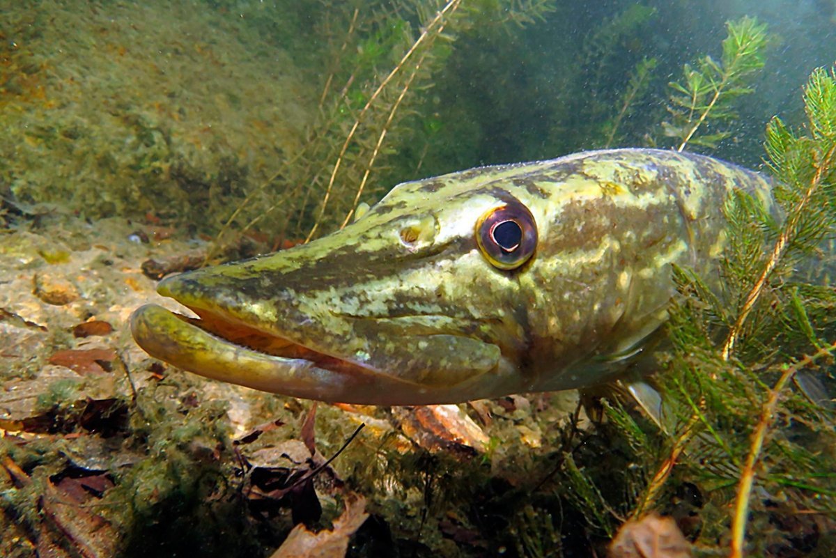 Нерест омуля