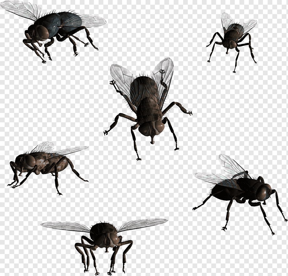 Мошка на белом фоне