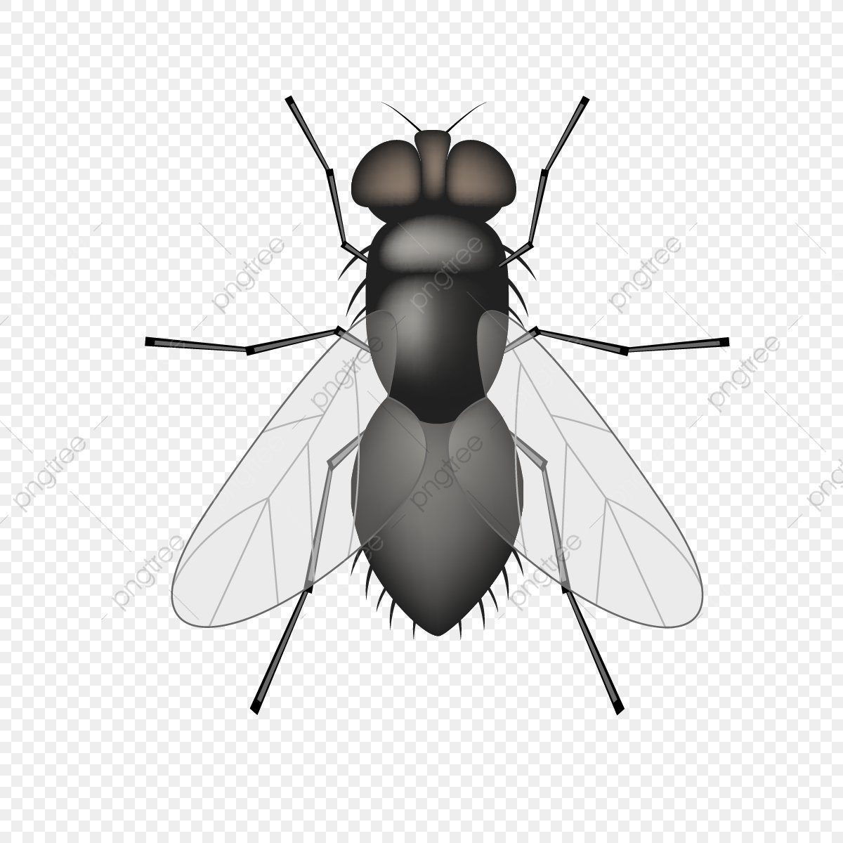 Муха для детей