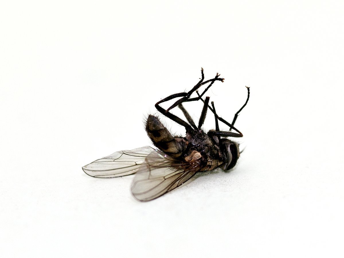 Мертвая Муха