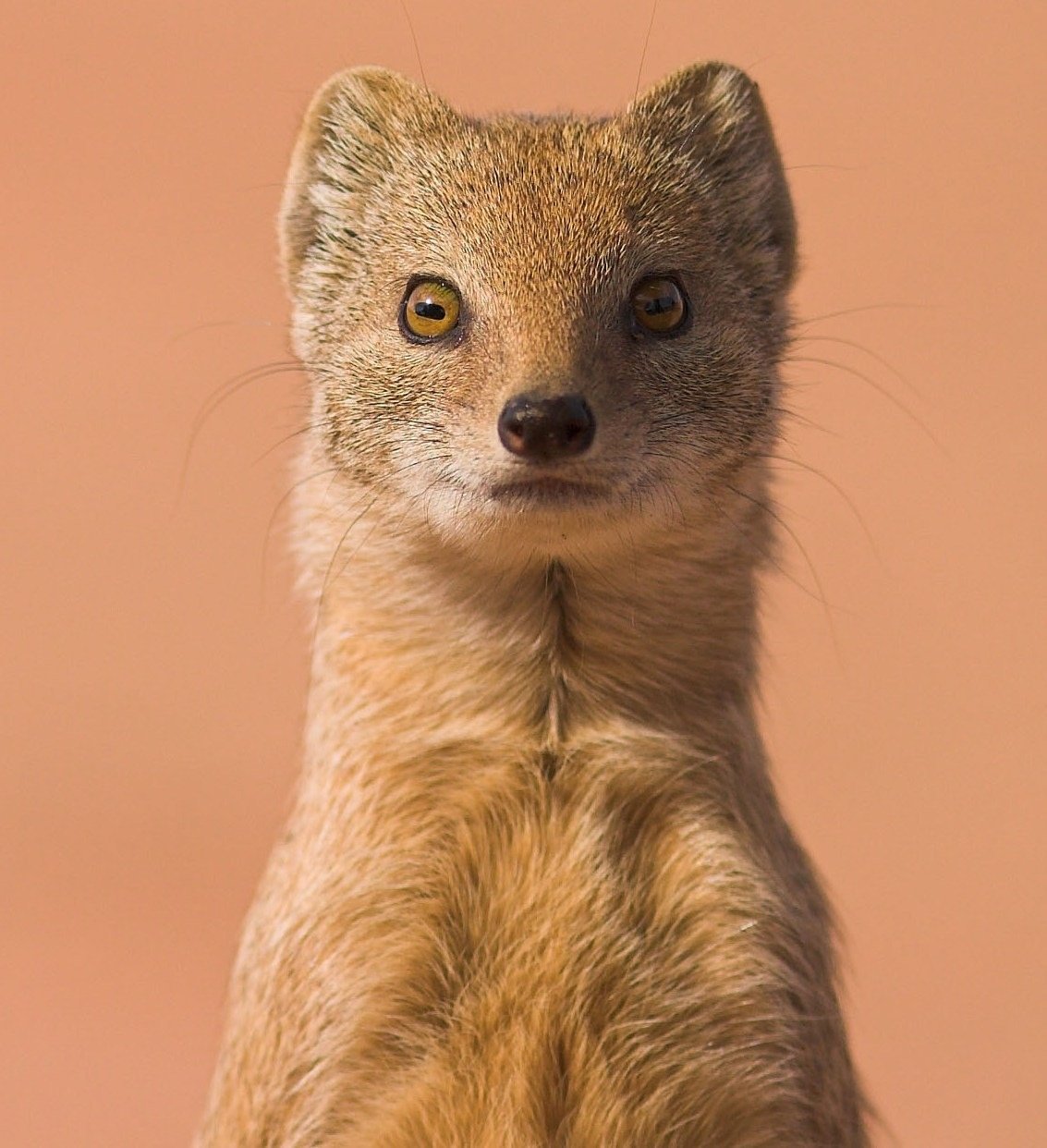 Нагайна змея Рикки Тикки Тави