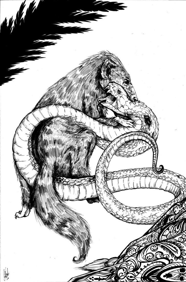 Киплинг "Рикки-Тикки-Тави"