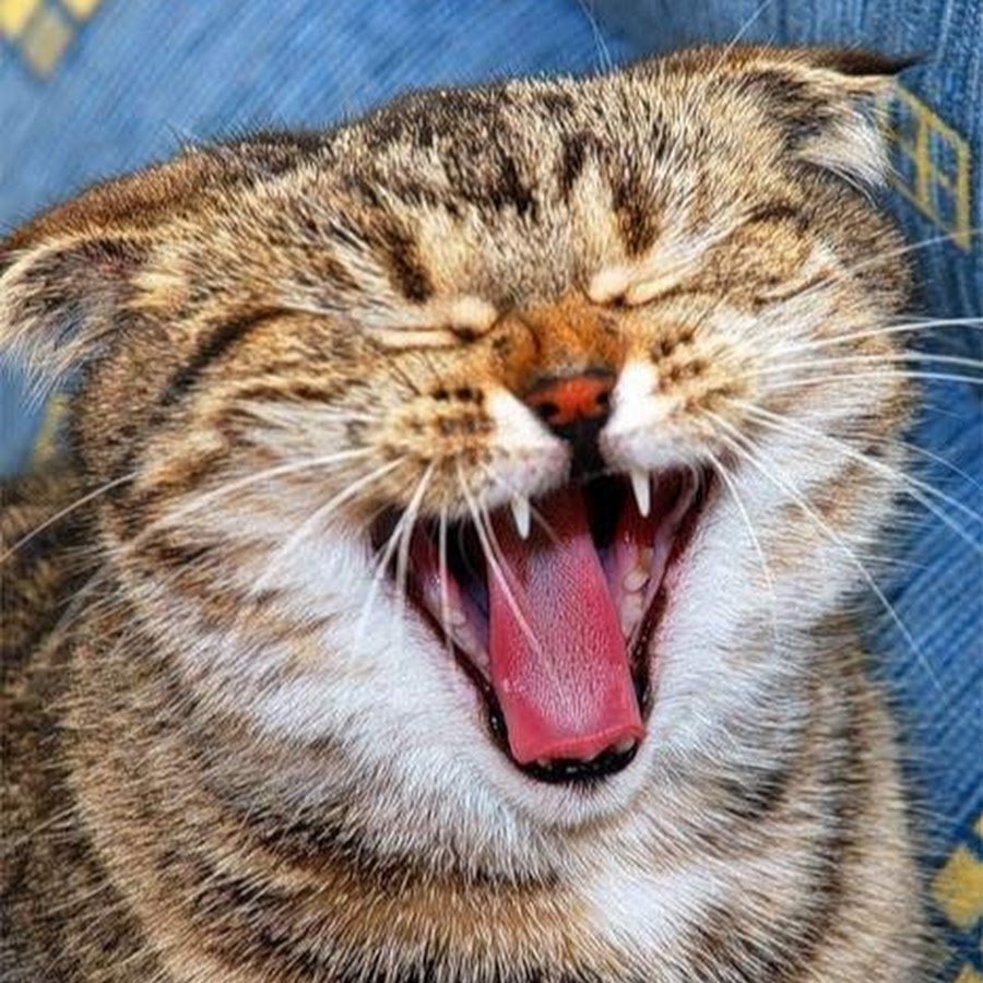 Малыш с кулаком Мем