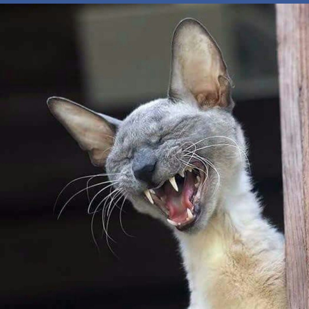 Собака сопротивления Дурова