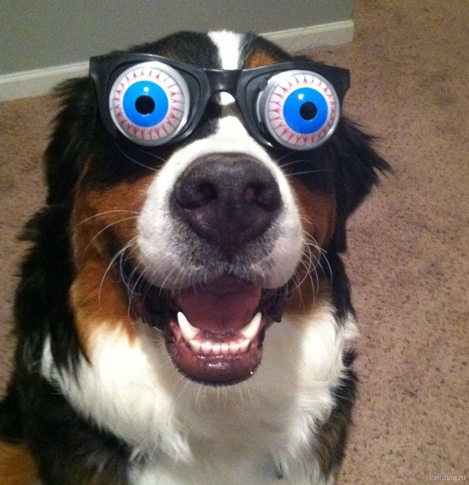 Смехота картинки