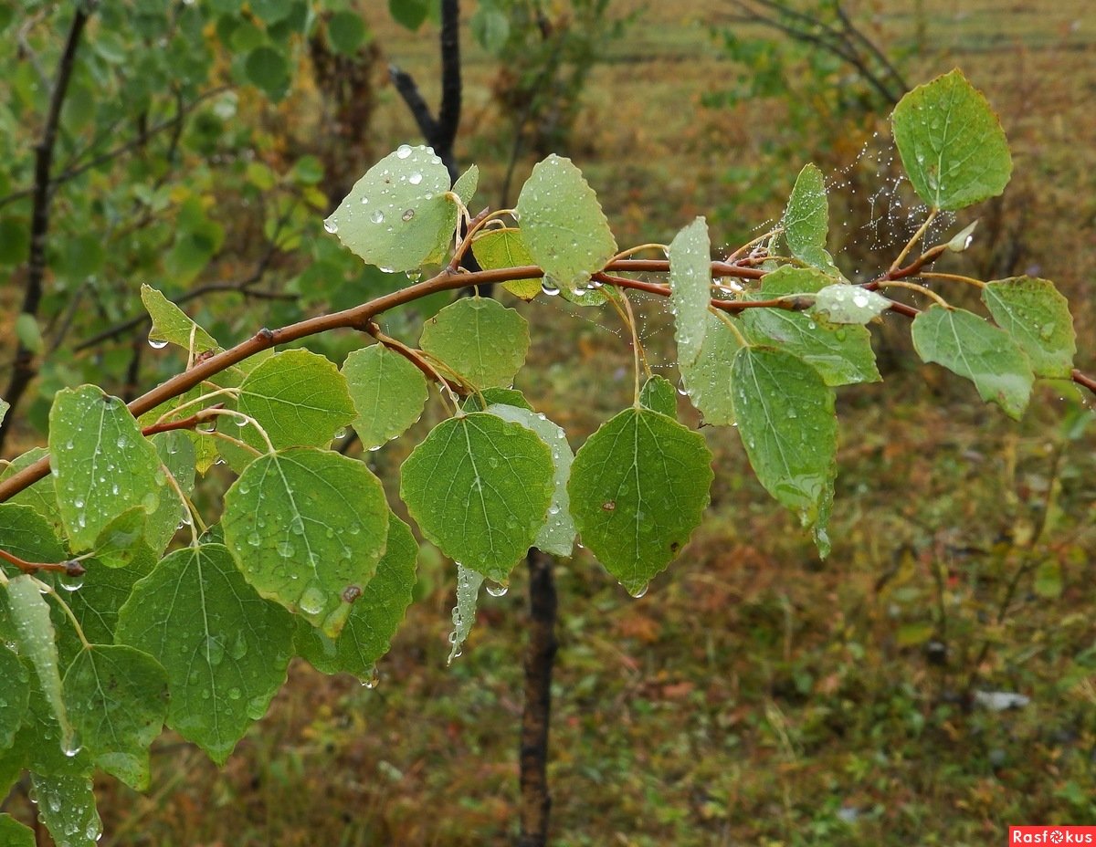 Тополь крупнозубчатый (Populus grandidentata)
