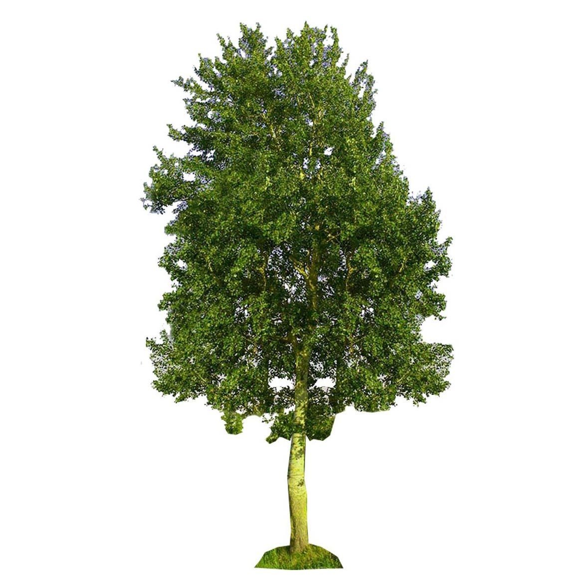 Береза Тополь осина