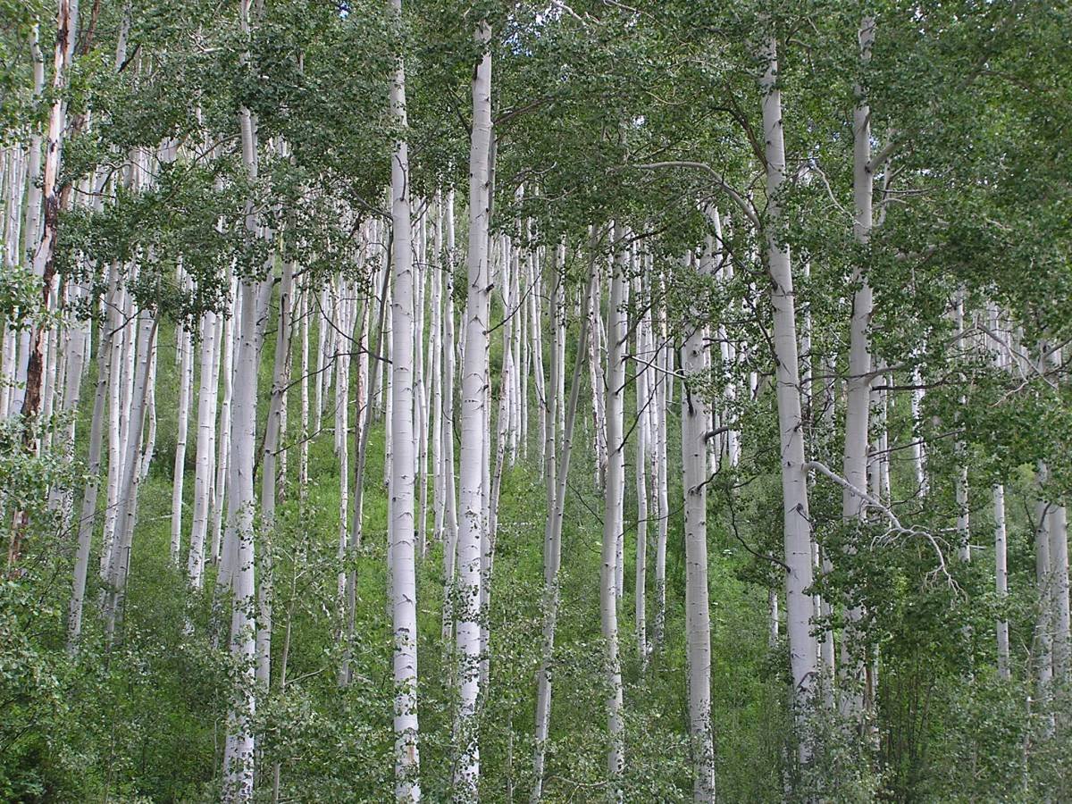 Белоствольная береза