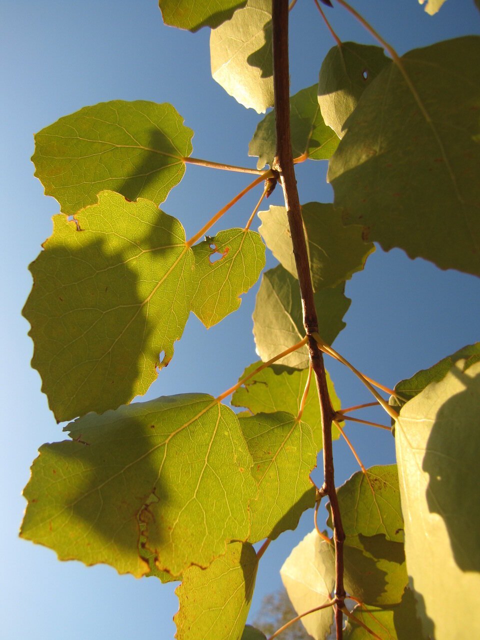 Береза Тополь осина