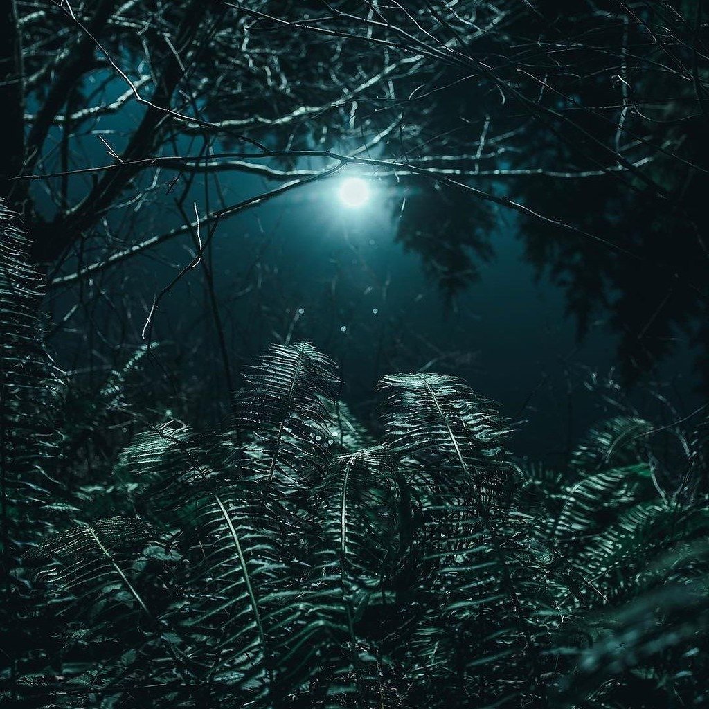Эстетика тёмного леса