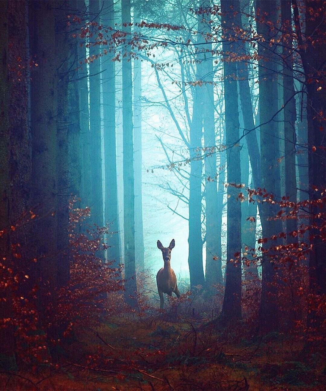 Олень в тумане