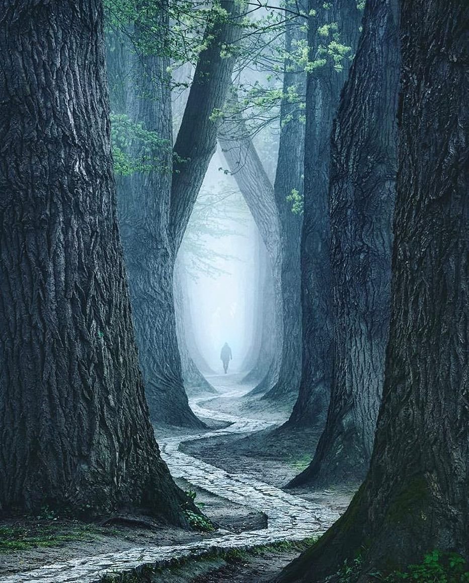 Темный загадочный лес