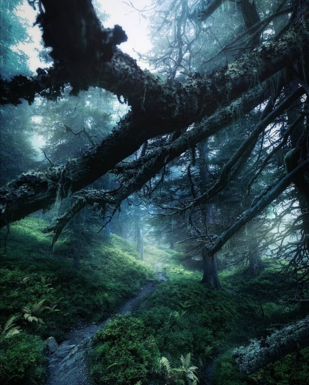 Лес картинки