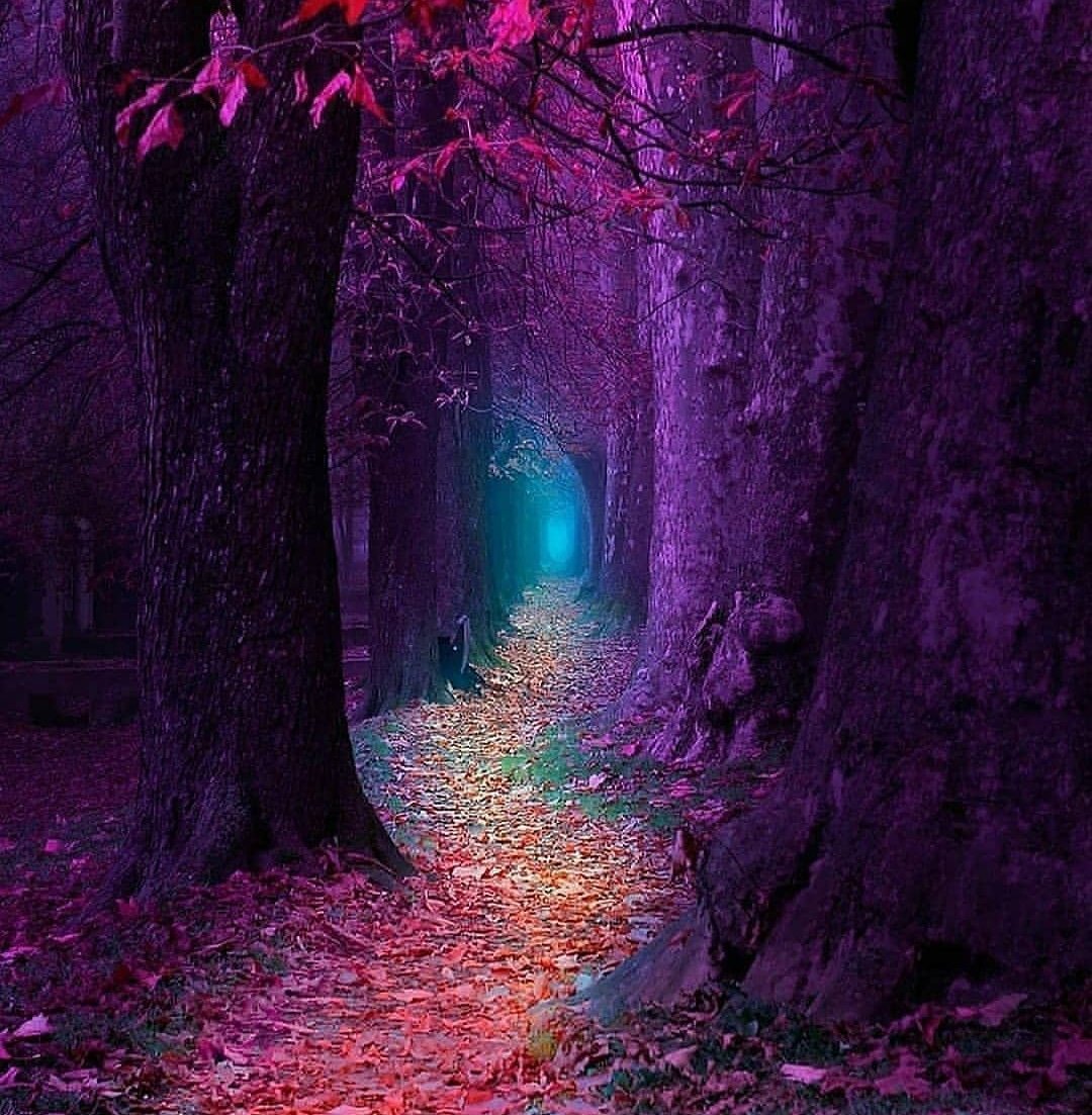 Магический лес