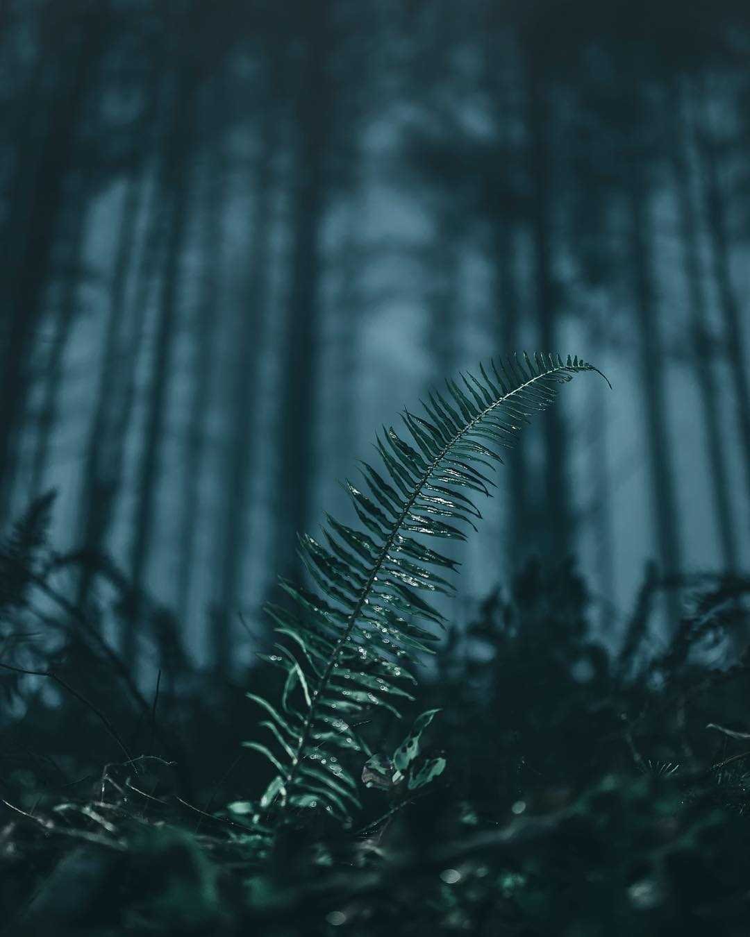 Лес Эстетика