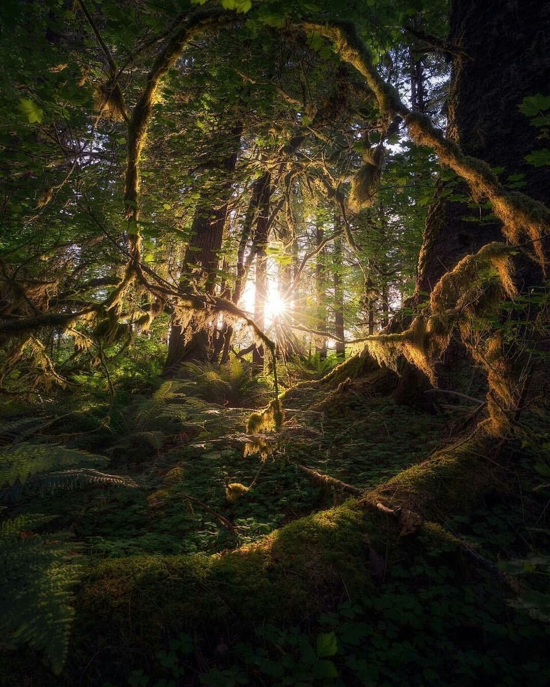 Карельский лес темный