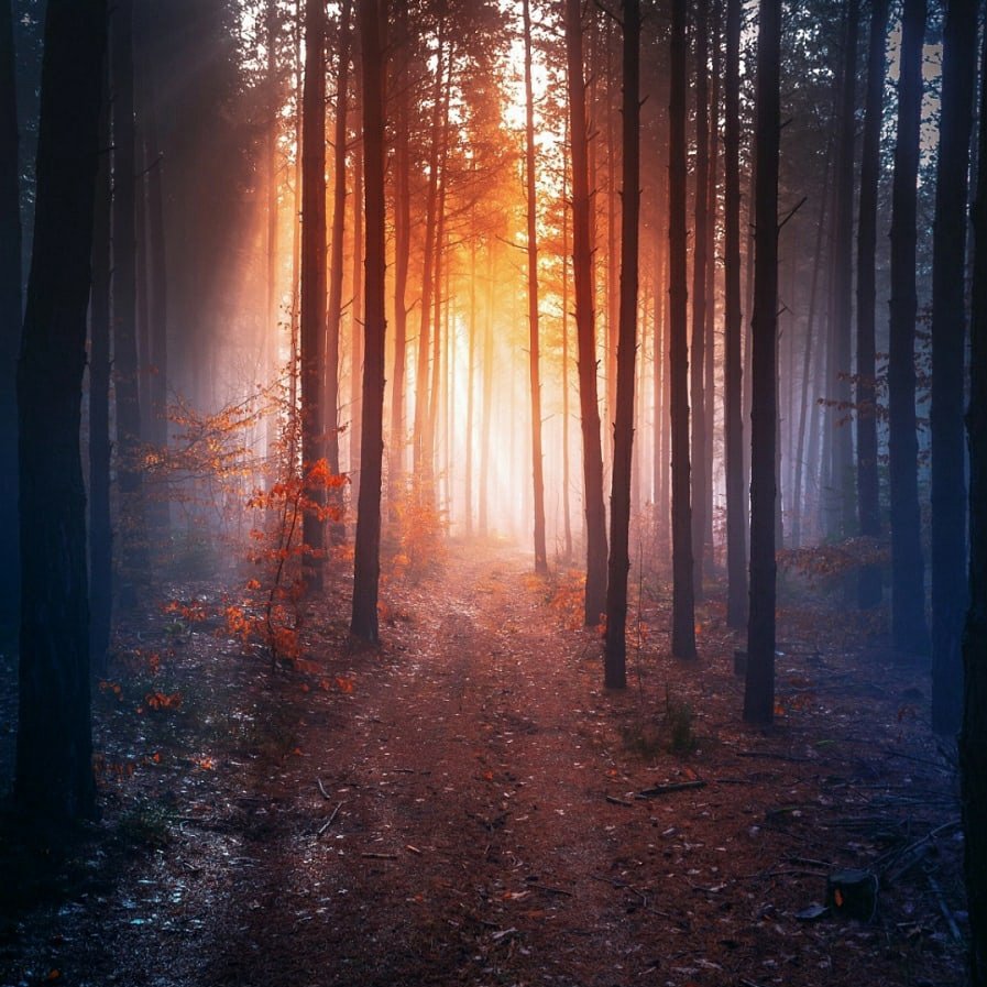 Лес вечером